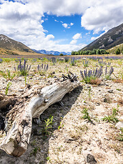 Image showing Landscape scenery in south New Zealand