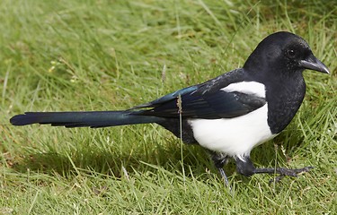 Image showing Magpie