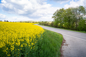 Image showing rape field spring background