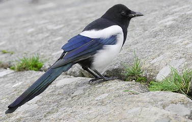 Image showing Magpie. 