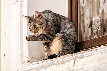 Image showing a cute cat outside at the window