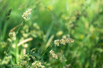 Image showing natural grass meadow rural background