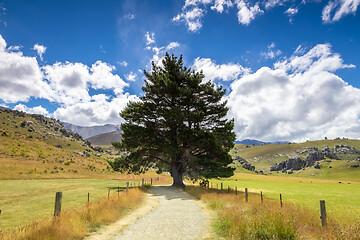 Image showing big tree landscape New Zealand south island