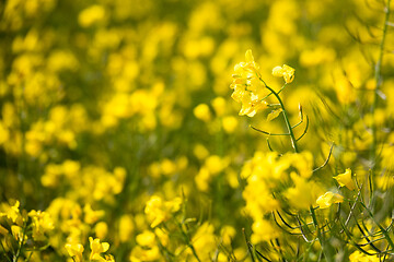 Image showing rape field spring background