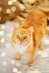 Image showing red tabby cat in home bed