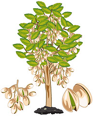 Image showing Vector illustration fruit ripe pistachio on tree