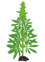 Image showing Vector illustration of the green bush of the plant hemp