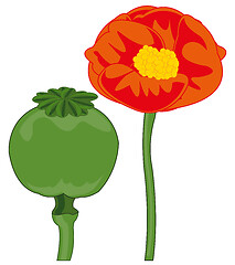 Image showing Vector illustration of the red flower of the poppy and ripe fruit