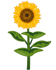 Image showing Useful garden plant flowering sunflower with seeds