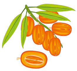 Image showing Exotic fruits dates on branch with date palm