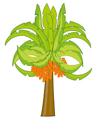 Image showing Vector illustration of the palm with fruit date