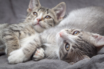 Image showing A pair of playful young gray striped kittens lying on grey