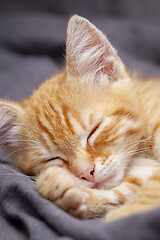 Image showing Portrait of young red kitten falls asleep