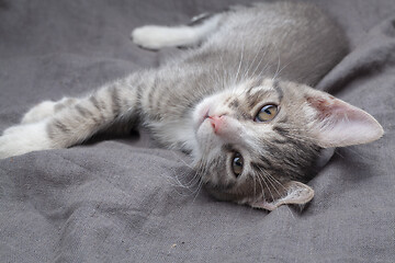 Image showing Playful young gray striped kitten lying on grey