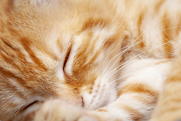 Image showing Portrait of young red kitten falls asleep