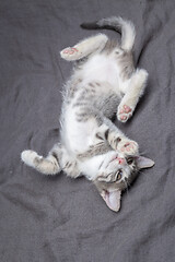 Image showing Playful young gray striped kitten lying on grey