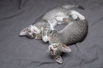 Image showing A pair of playful young gray striped kittens lying on grey