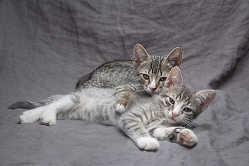 Image showing A pair of playful young gray striped kittens lying on grey