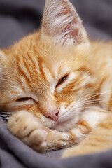 Image showing Portrait of young red kitten falls asleep