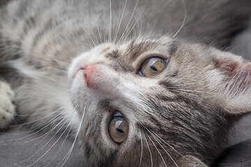 Image showing Playful young gray striped kitten lying on grey