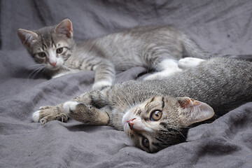 Image showing A pair of playful young gray striped kittens lying on grey