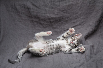 Image showing Playful young gray striped kitten lying on grey