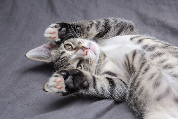 Image showing Playful young gray striped kitten lying on grey