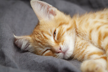 Image showing Portrait of young red kitten falls asleep