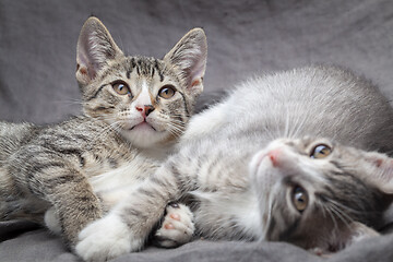 Image showing A pair of playful young gray striped kittens lying on grey