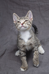 Image showing Playful young gray striped kitten lying on grey