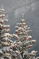 Image showing Winter Landscape with Trees, Falling Snow