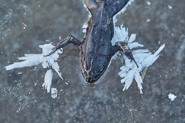 Image showing Frozen frog on ice