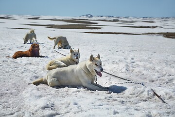 Image showing Dog sledge having a stop