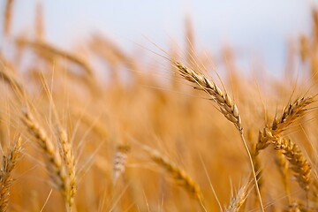 Image showing Wheat field detail