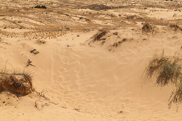 Image showing Desert with dry grass and limited vegetation.