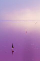 Image showing Quiet scene of pink water of salt lake.