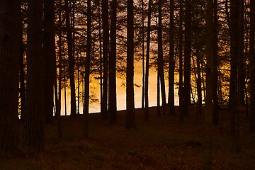 Image showing Forest Twilight Background