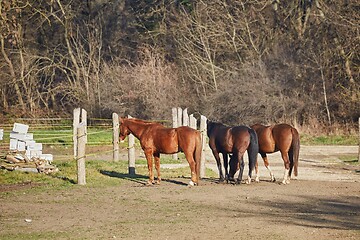 Image showing Horses on a farm