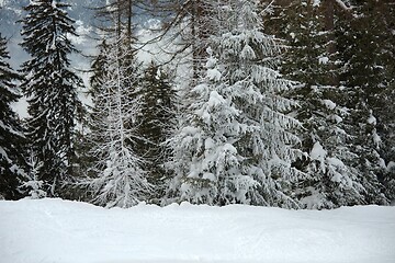 Image showing Winter Snowy Landscape