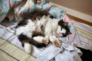 Image showing Lazy cat in a bed