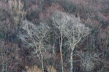 Image showing Bare treebranches in late autumn woods