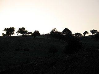 Image showing Dark trees. Cyprus