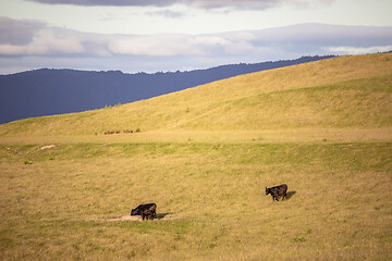 Image showing sunset landscape with cows