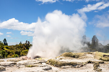 Image showing Geyser in New Zealand Rotorua