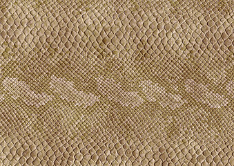 Image showing reptile skin surface