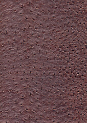 Image showing ostrich leather surface