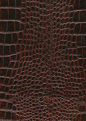 Image showing reptile skin surface