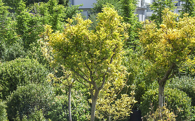 Image showing sunny foliage detail