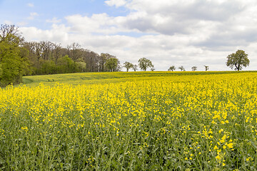 Image showing field of rapeseed at spring time