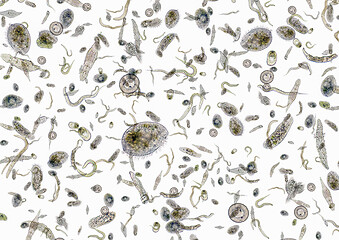 Image showing lots of various microorganisms